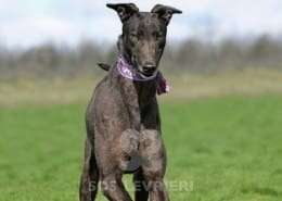 Stevie-Greyhound_15 Stevie-Greyhound