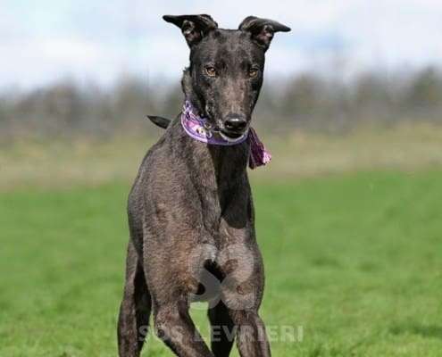 Stevie-Greyhound_15 Stevie-Greyhound