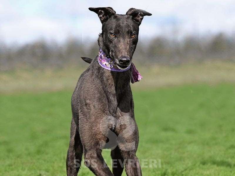 Stevie-Greyhound_15 Stevie-Greyhound
