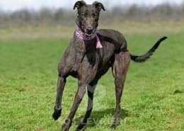 Stevie-Greyhound_16 Stevie-Greyhound