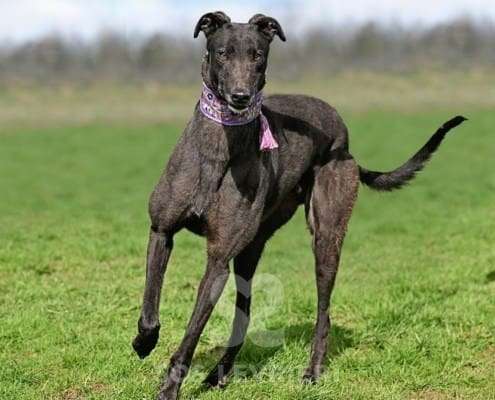 Stevie-Greyhound_16 Stevie-Greyhound