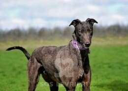 Stevie-Greyhound_18 Stevie-Greyhound