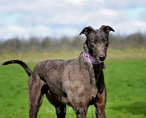 Stevie-Greyhound_18 Stevie-Greyhound