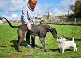 Stevie-Greyhound_19 Stevie-Greyhound