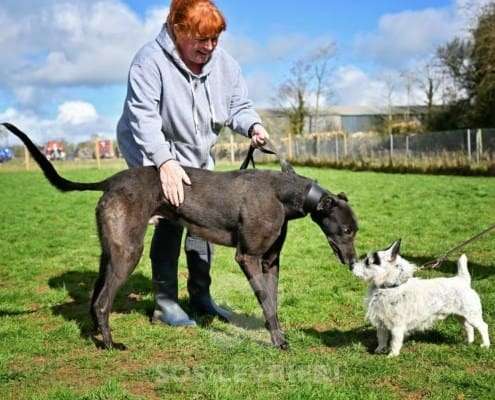 Stevie-Greyhound_19 Stevie-Greyhound