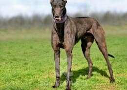 Stevie-Greyhound_20 Stevie-Greyhound