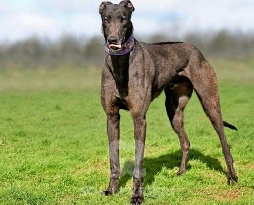 Stevie-Greyhound_20 Stevie-Greyhound