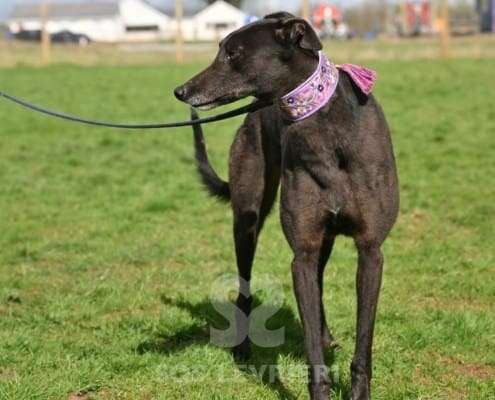 Stevie-Greyhound_21 Stevie-Greyhound