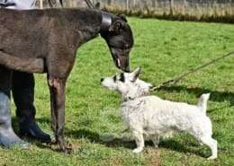 Stevie-Greyhound_22 Stevie-Greyhound