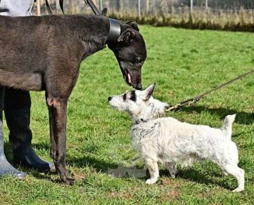 Stevie-Greyhound_22 Stevie-Greyhound