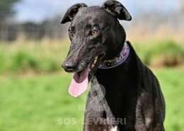 Syd-Greyhound_11 Syd-Greyhound