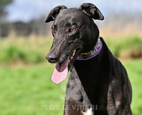 Syd-Greyhound_11 Syd-Greyhound