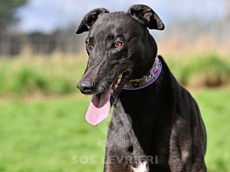 Syd-Greyhound_11 Syd-Greyhound