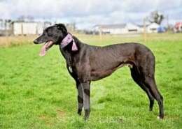 Syd-Greyhound_12 Syd-Greyhound