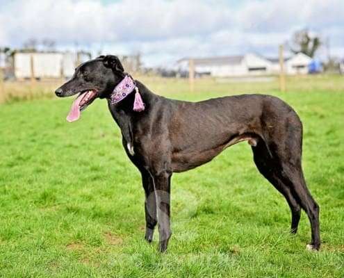 Syd-Greyhound_12 Syd-Greyhound