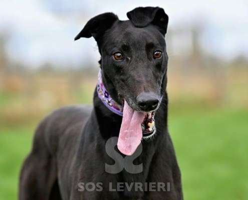 Syd-Greyhound_13 Syd-Greyhound