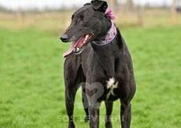 Syd-Greyhound_14 Syd-Greyhound