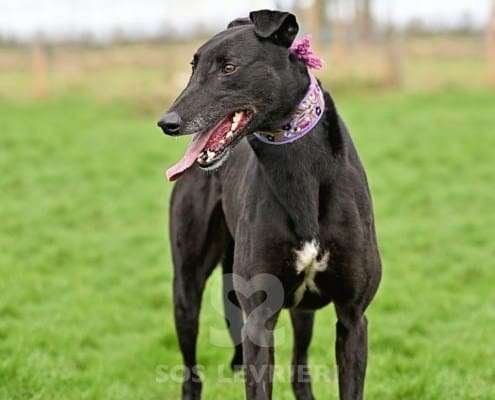 Syd-Greyhound_14 Syd-Greyhound