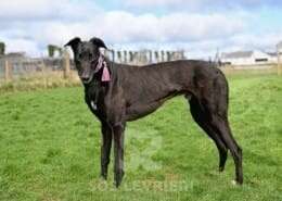 Syd-Greyhound_16 Syd-Greyhound