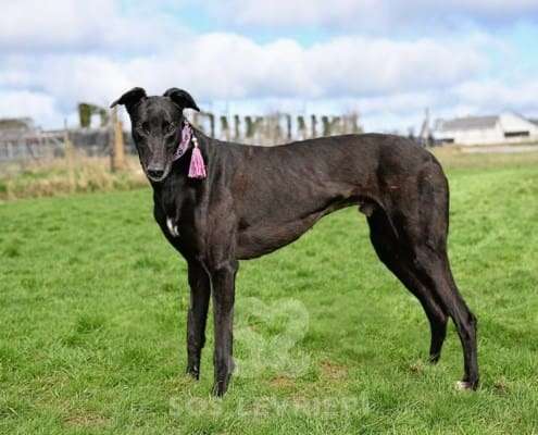 Syd-Greyhound_16 Syd-Greyhound