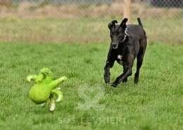 Syd-Greyhound_17 Syd-Greyhound