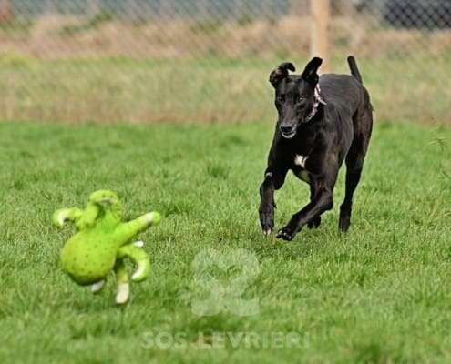 Syd-Greyhound_17 Syd-Greyhound