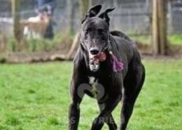 Syd-Greyhound_18 Syd-Greyhound