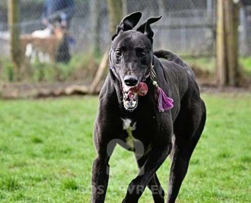 Syd-Greyhound_18 Syd-Greyhound