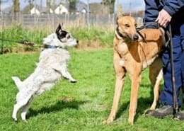 Blondie-Greyhound_11 Blondie-Greyhound