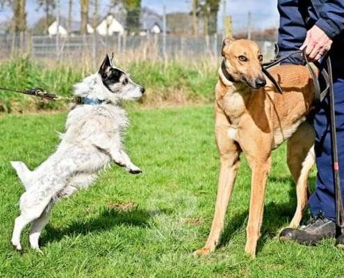 Blondie-Greyhound_11 Blondie-Greyhound