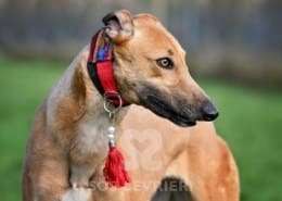 Blondie-Greyhound_12 Blondie-Greyhound