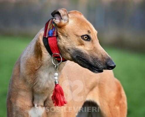 Blondie-Greyhound_12 Blondie-Greyhound