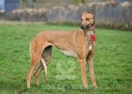 Blondie-Greyhound_13 Blondie-Greyhound