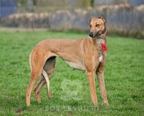 Blondie-Greyhound_13 Blondie-Greyhound