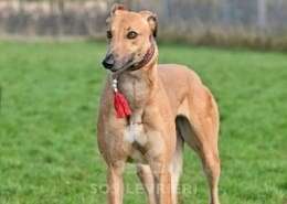 Blondie-Greyhound_14 Blondie-Greyhound