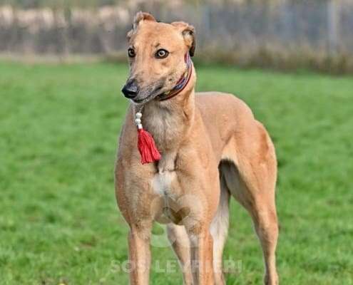 Blondie-Greyhound_14 Blondie-Greyhound