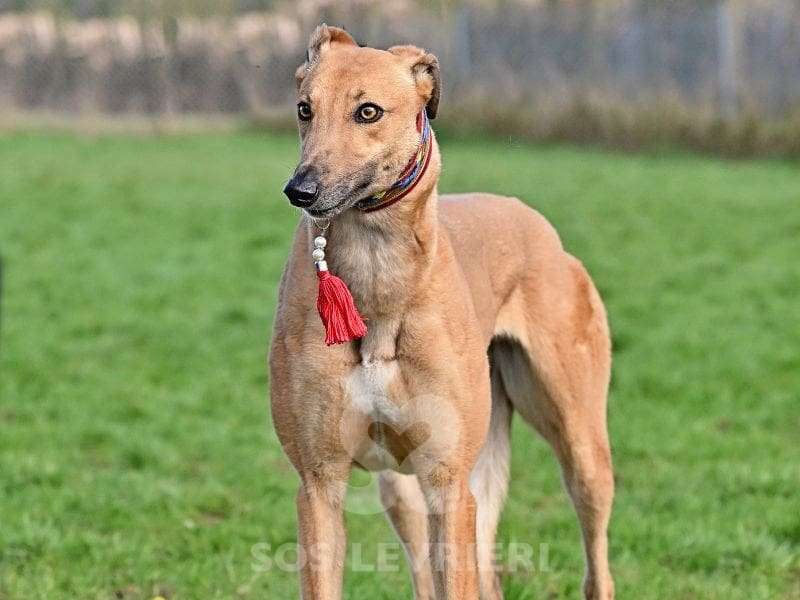 Blondie-Greyhound_14 Blondie-Greyhound