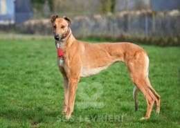 Blondie-Greyhound_15 Blondie-Greyhound