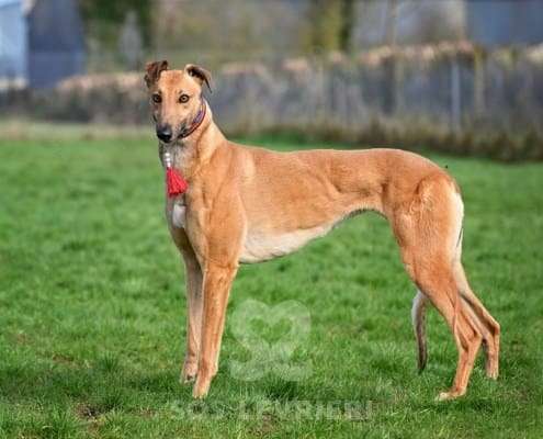 Blondie-Greyhound_15 Blondie-Greyhound