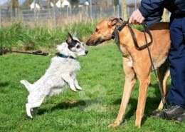 Blondie-Greyhound_16 Blondie-Greyhound