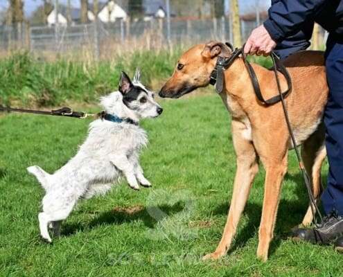 Blondie-Greyhound_16 Blondie-Greyhound