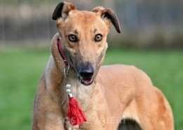 Blondie-Greyhound_17 Blondie-Greyhound