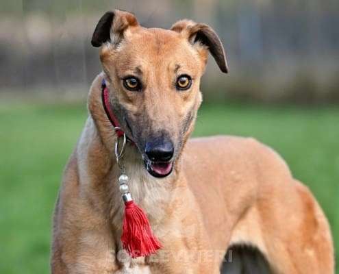 Blondie-Greyhound_17 Blondie-Greyhound