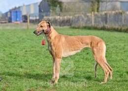 Blondie-Greyhound_18 Blondie-Greyhound