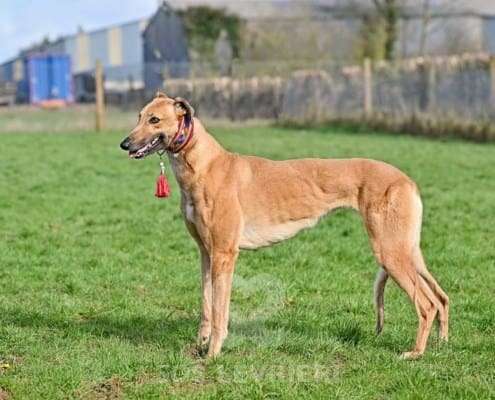 Blondie-Greyhound_18 Blondie-Greyhound