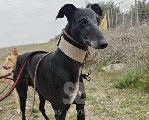 Hudson-Galgo_11 Hudson-Galgo