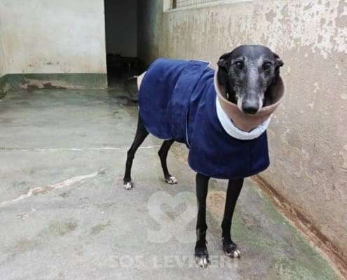 Hudson-Galgo_12 Hudson-Galgo