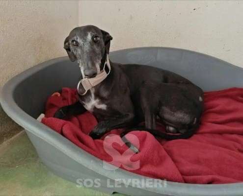 Hudson-Galgo_13 Hudson-Galgo