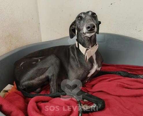 Hudson-Galgo_14 Hudson-Galgo