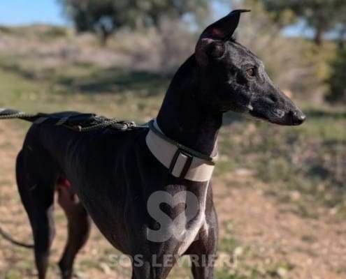 Hudson-Galgo_15 Hudson-Galgo